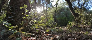 Bosque mediterráneo Alcoy