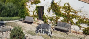 Hotel rural Masía La Mota