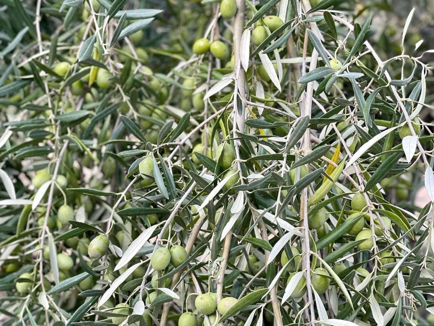 Aceitunas cosecha